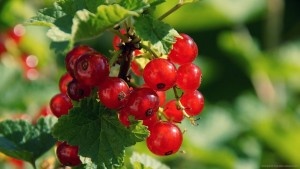 fresh-red-currant-berries-wallpaper
